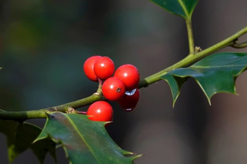 Holly (Ilex aquifolium), February, Germany, Europe