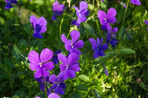 Red pansies blooming in the botanical garden in spring