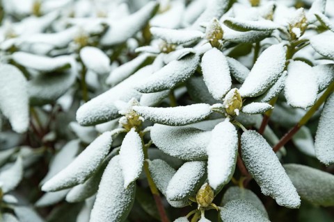 Azalea tree branch covered with hoarfrost. Abstract floral background, garden and winter concept.