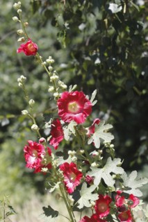 Flowering hollyhock (Alcea rosea), North Rhine-Westphalia, Germany, Europe