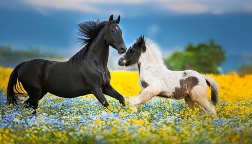 A black mare and a foal, studio, AI generated