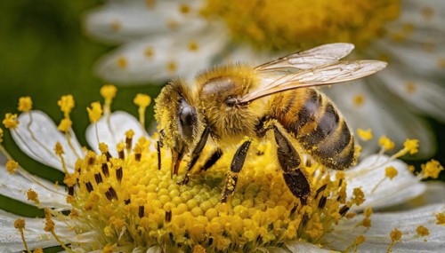 Animals, Symbol, Bee, Honey bee with pollen on its body, Apis mellifera, AI-generated, AI generated