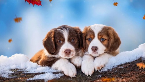 KI generated, dog, dogs, puppy, one, two, three, play, snow, winter, autumn leaves, blue sky,