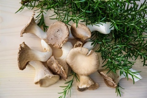 Brown king oyster mushroom (Pleurotus eryngii), cultivated mushrooms, raw king oyster mushrooms on