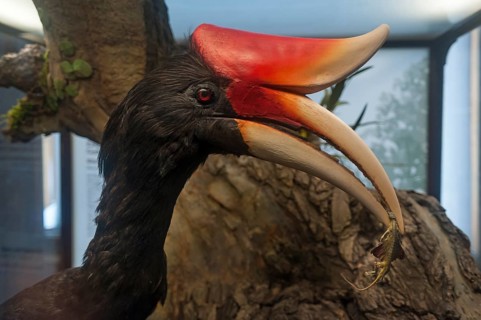 Rhinoceros hornbill (Buceros rhinoceros) in the Natural History Museum, opened in 1889, Vienna,
