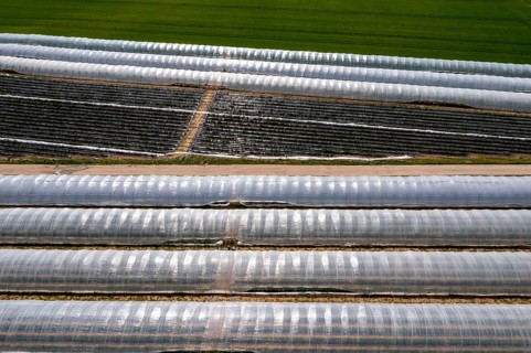 Open field strawberry cultivation in a foil greenhouse, young strawberry plants growing, near