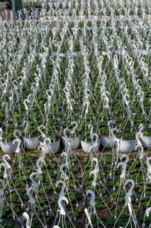 Gardening, plant cultivation, ornamental plants grow in flower pots, outdoors