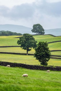 Sheeps and Farms in Yorkshire Dales National Park, North Yorkshire, England, United Kingdom, Europe