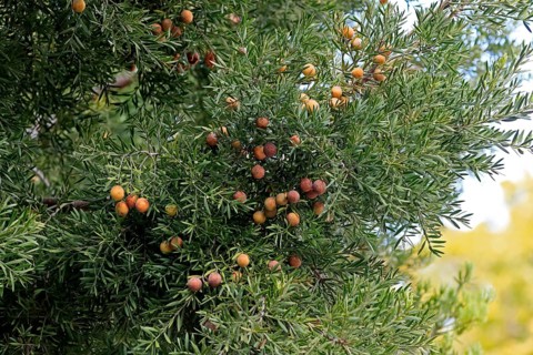 Weeping yew (Afrocarpus falcatus), fruit, fruit stand, Kirstenbosch Botanical Gardens, Cape Town,