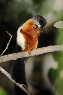 Prevost's squirrel or Prevost's squirrel (Callosciurus prevostii), captive, occurring in Southeast