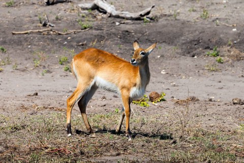 A vigilant lechwe (Kobus leche) stands alone at the Chobe river, lechwe, African antelope of the