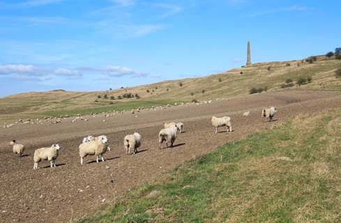 Sheep grazing near Lansdowne monument, Cherhill, Wiltshire, England, UK