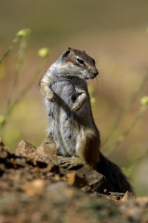 Barbary ground squirrel (Atlantoxerus getulus) or North African bristle squirrel, Fuerteventura,