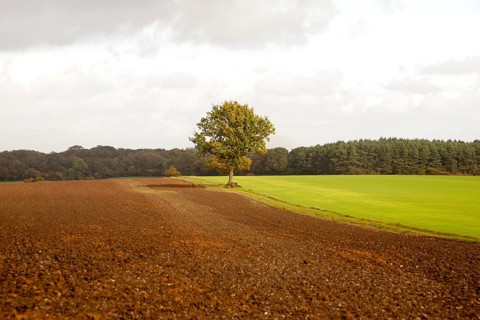 Landscape with fields and single oak tree standing alone, Chisbury, Wiltshire, England, UK