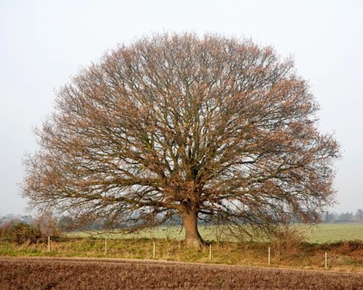 Round small oak tree with brown leaves in winter showing bare branches and trunk, Sutton, Suffolk,
