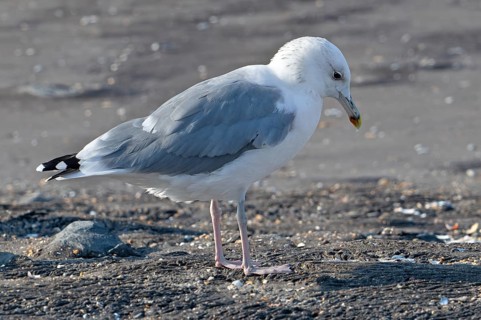 Caspian gull (Larus cachinnans) foraging along the North Sea coast in late summer, autumn