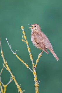 Song thrush (Turdus philomelos), Lower Saxony, Germany, Europe