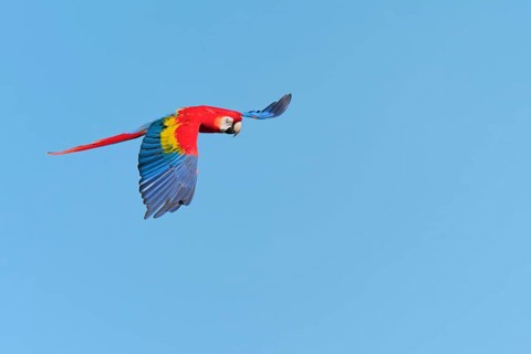 Scarlet Macaw (Ara macao) in flight, captive, Lower Saxony, Germany, Europe