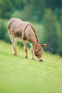 Donkey (Equus africanus asinus) standing on a meadow, tirol, Kitzbühel, Wildpark Aurach, Austria,