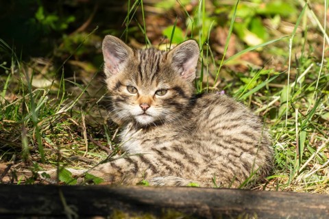 A tabby kitten sits in the forest on the grassy ground in the sunlight, wildcat (Felis silvestris),