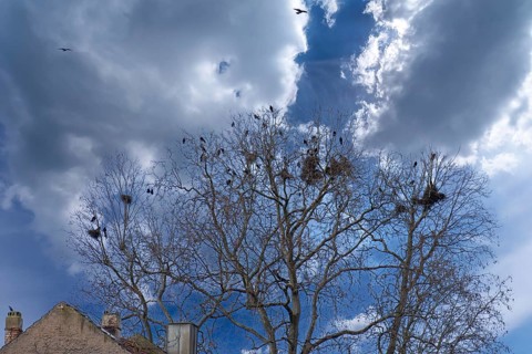 Carrion crows (Corvus corone) nesting in the crown of a plane tree (Platanus), Kitzingen, Lower