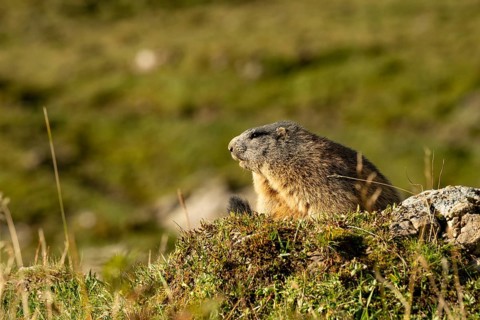 Marmot (Marmota marmota) in the morning sun, Tschagguns, Rätikon, Montafon, Vorarlberg, Austria,
