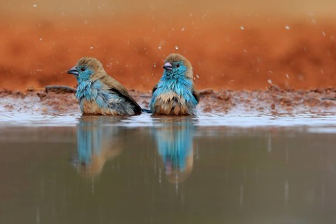 Angolan butterfly finch (Uraeginthus angolensis), blue-eared butterfly finch, adult, two birds, at