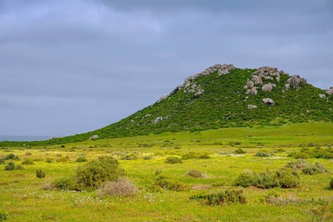Spring blossom, wildflower blossom at Postberg, Langebaan Lagoon, West Coast National Park, West