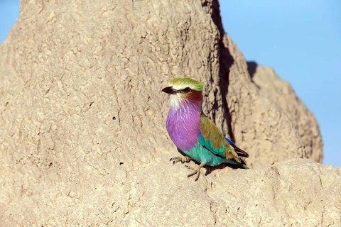 Africa, Botswana, Fork-tailed Roller, Coracias caudatus, Botswana, Africa