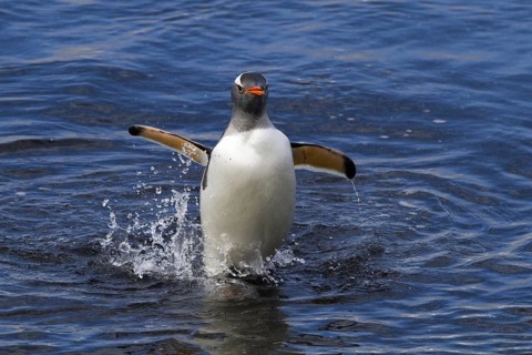 Gentoo penguin (Pygoscelis papua), on Sounders Island, Falkland Islands, Antarctica, walks out of