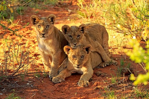 Lion (Panthera leo), three cubs, four months old, siblings, alert, curious, Tswalu Game Reserve,