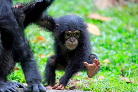 Chimpanzee (Pan troglodytes troglodytes), young animal