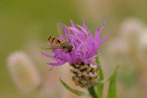 Wood hoverfly (Episyrphus balteatus), sits in a meadow knapweed, drinks nectar, Upper Franconia,