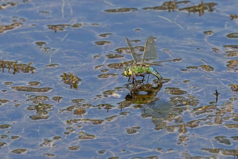 Emperor dragonfly (Anax imperator) adult female insect laying its eggs in the water of a pond,