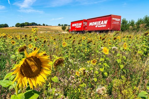 Country road, with lorry Sunflower field southeast of Nideggen, in the Rureifel, North