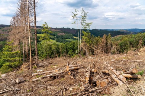 Forest dieback in Sauerland, north of Lüdenscheid, cleared area, diseased trees, over 70 per cent