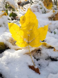 Norway Maple (Acer pseudoplatanus), single yellow, autumn colored leaf, standing upright in snow