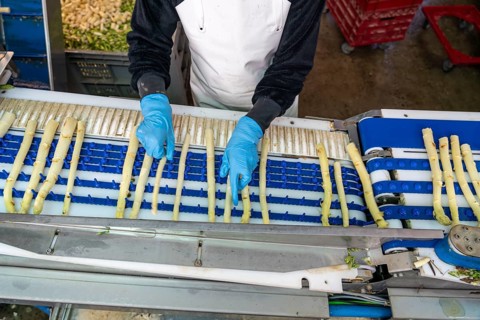 Asparagus farm, white asparagus is washed, cut and sorted by quality after harvesting, near