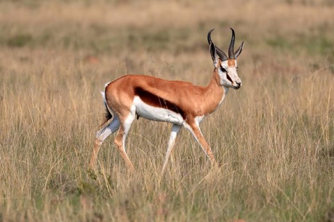 Springbok (Antidorcas marsupialis), adult, male, foraging, running, Mountain Zebra National Park,
