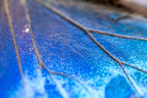 Detail of the butterfly wing of a Morpho helenor, Anaxibia morpho butterfly, Alajuela province,