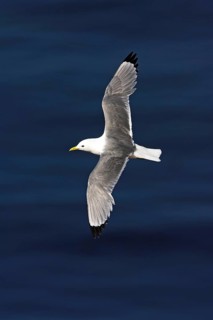 Kittiwake, flight photo, Heligoland Island, (Rissa tridactyla), Heligoland, Heligoland Island,