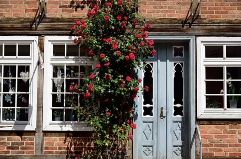 Europe, Germany, Mecklenburg-Western Pomerania, Bützow, half-timbered house with hollyhocks,