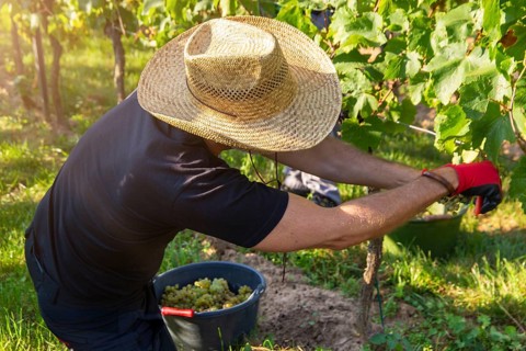 Hand-picking of Chardonnay grapes in the Palatinate in 2023 (Norbert Groß winery, Meckenheim) . The