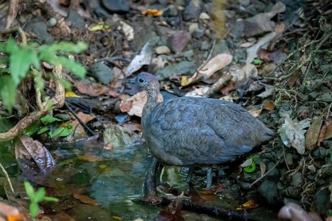 Thicket tinamou (Crypturellus cinnamomeus), standing in the water in the rainforest, Corcovado