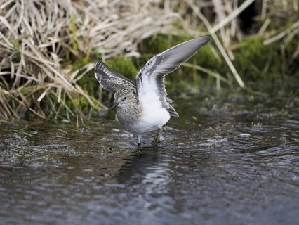 Temminck's Stint (Calidris temminckii), wading through marshland, flapping its wings, June,