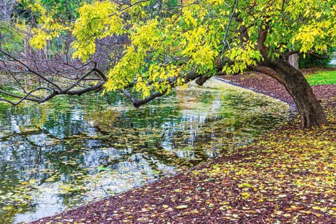 Deciduous tree with autumnal colours leaning over a pond, Stadtpark, Parkring, Vienna, Austria,