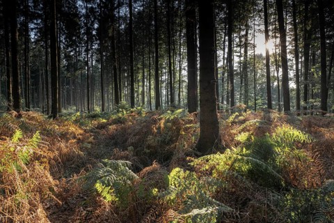 Bracken fern (Pteridium aquilinum) in spruce forest, Emsland, Lower Saxony, Germany, Europe