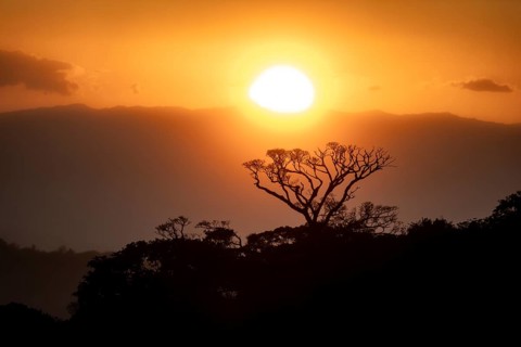 Treetops at sunset, silhouettes against the light, cloud forest, Monte Verde, Puntarenas province,