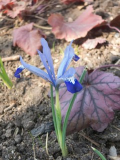Iris blooming in the botanical garden in spring