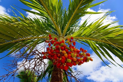 Sunlit view of a palm tree with striking red berries against a partly cloudy sky, Christmas palm,